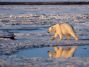 Alaskada sıcaklık rekoru kırıldı