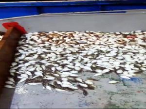 Antalya'da şaşırtan görüntü