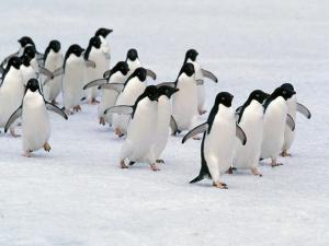 Antartika'da yeni penguen sürüsü keşfedildi