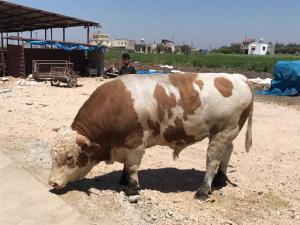 Araba fiyatına satılık boğa