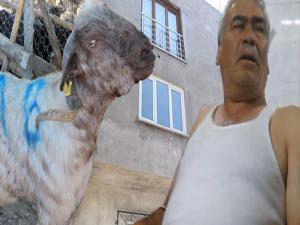 Balkondan Kafasına Keçi Düştü