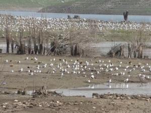  Baraj Gölü su kuşlarını ağırlıyor