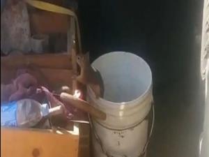 Cevizleri eksiliyordu, nedenini görünce şok oldu