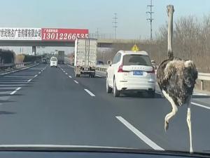 Deve kuşu otoyolda trafiği birbirine kattı