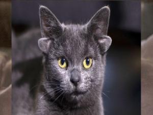 Dört kulaklı kedi Midas, ilgi odağı oldu