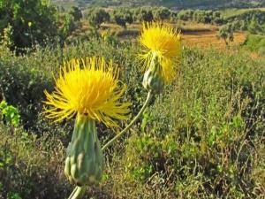 Dünyada sadece Kuşadasında yetişiyor