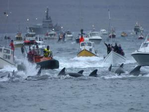 Faroe Adalarında balina ve yunus katliamı