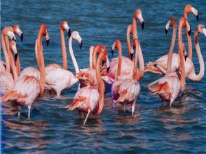 Flamingolar Hürmetçi Sazlığı'nda