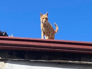 İnsanlara küsen kedi 4 yıldır çatıdan inmiyor