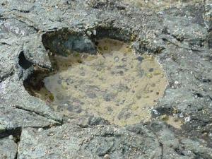 İskoçya'da 170 milyon yıllık dinozor izi bulundu