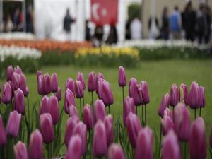 İsviçre'de Lale Festivali