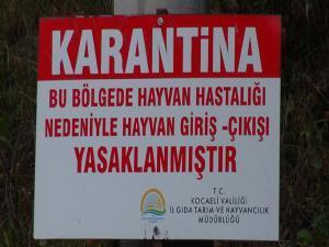 Kocaelide şarbon paniği