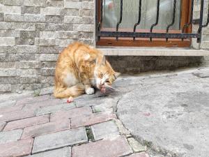 Mahalle muhtarı,kedi için 'fakirlik belgesi' çıkardı