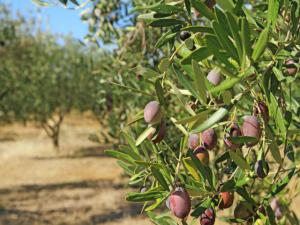Manisa'da bin 500 adet zeytin ağacı taşınıyor