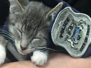 Michigan polisinin yeni memuru yavru kedi oldu