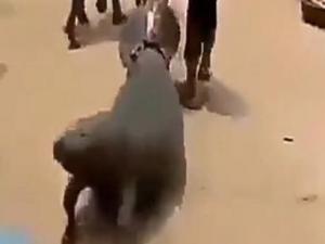 Nijerya'da deniz ineği sokaklarda sürüklendi