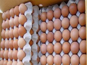 Polonya'da milyonlarca yumurtaya toplatma kararı