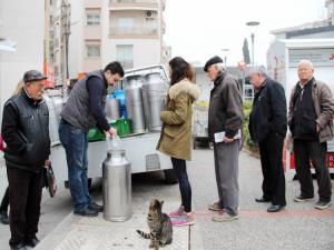 Sevimli kedi 4 yıldır süt için için sıraya giriyor