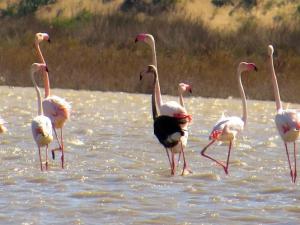 Siyah flamingo tekrardan Türkiye'de