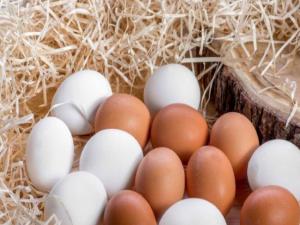 Şubat ayında 1,6 milyar tavuk yumurtası üretildi