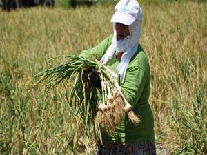 Taşköprü'de sarımsak hasadı başladı