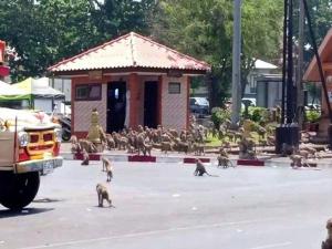Tayland'ı maymunlar istila etti