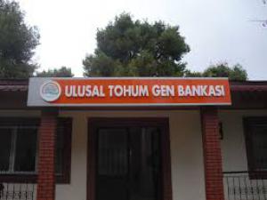 Tohumlar eksi 19 derecede saklanıyor