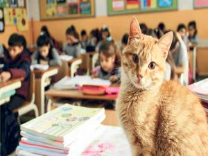 Tombi yeniden okula döndü