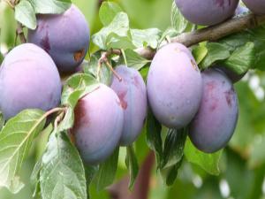 Üryani Eriğinin Hasadı Başladı