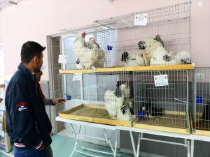 Uşak'ta süs tavukları görücüye çıktı