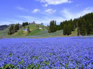 Yayla mor örtü ile kaplandı