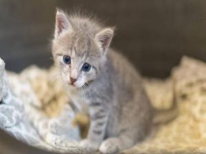 Yeni Zelanda'da kedi beslemek yasaklanıyor