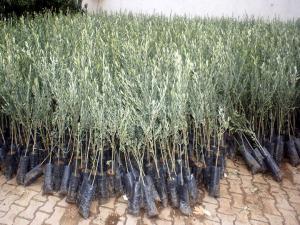 Ziraat Odası 45 bin zeytin fidanı dağıttı