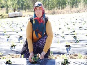 Hibe kredi ile çilek bahçesi kurdu
