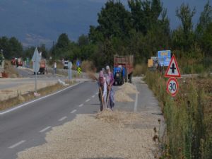 Çekirdekleri otoyolda kurutuyorlar