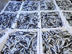 Karadeniz'de Hamsi Bereketi