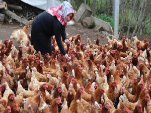 Organik yumurtadan ekmeğini çıkarıyor