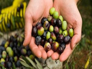 Dünya Zeytin Günü'ne Akhisar damga vuracak