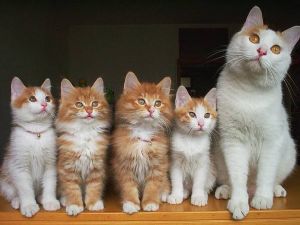 HOLLANDA DA KEDİ OLMAK VARMIŞ