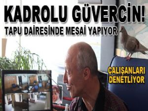 ÇALIŞKAN GÜVERCİN