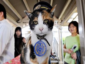 KEDİ ŞEF ''TAMA ''
