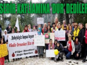 800 YILLIK SEDİR AĞAÇLARI KURTULDU
