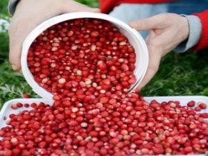 ÇERİ DOMATESİ DAĞ ÇİLEĞİ DİYE SATMIŞLAR