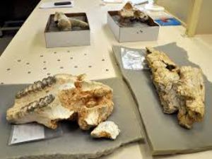 ABD ve İsviçreli antropologlar, 8 milyon yıllık kemikleri inceledi