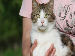 Anneanne ve torun kedi için mahkemelik oldu