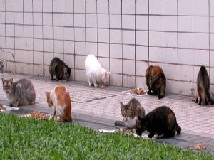 İSRAİL'DE SOKAK KEDİSİ KRİZİ