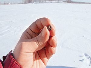 BİNGÖL'DE GÖKTAŞI AVI