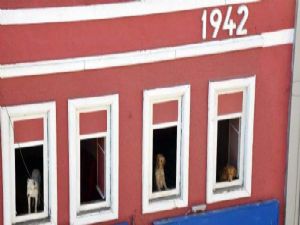 KÖPEKLERİ İÇİN EV KİRALADI