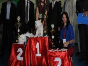 4.ANKARA KEDİSİ GÜZELLİK YARIŞMASI YAPILDI