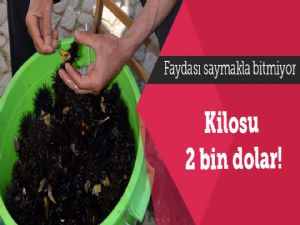 DENİZ KESTANESİYURT DIŞINDA 2 BİN DOLARA SATILIYOR